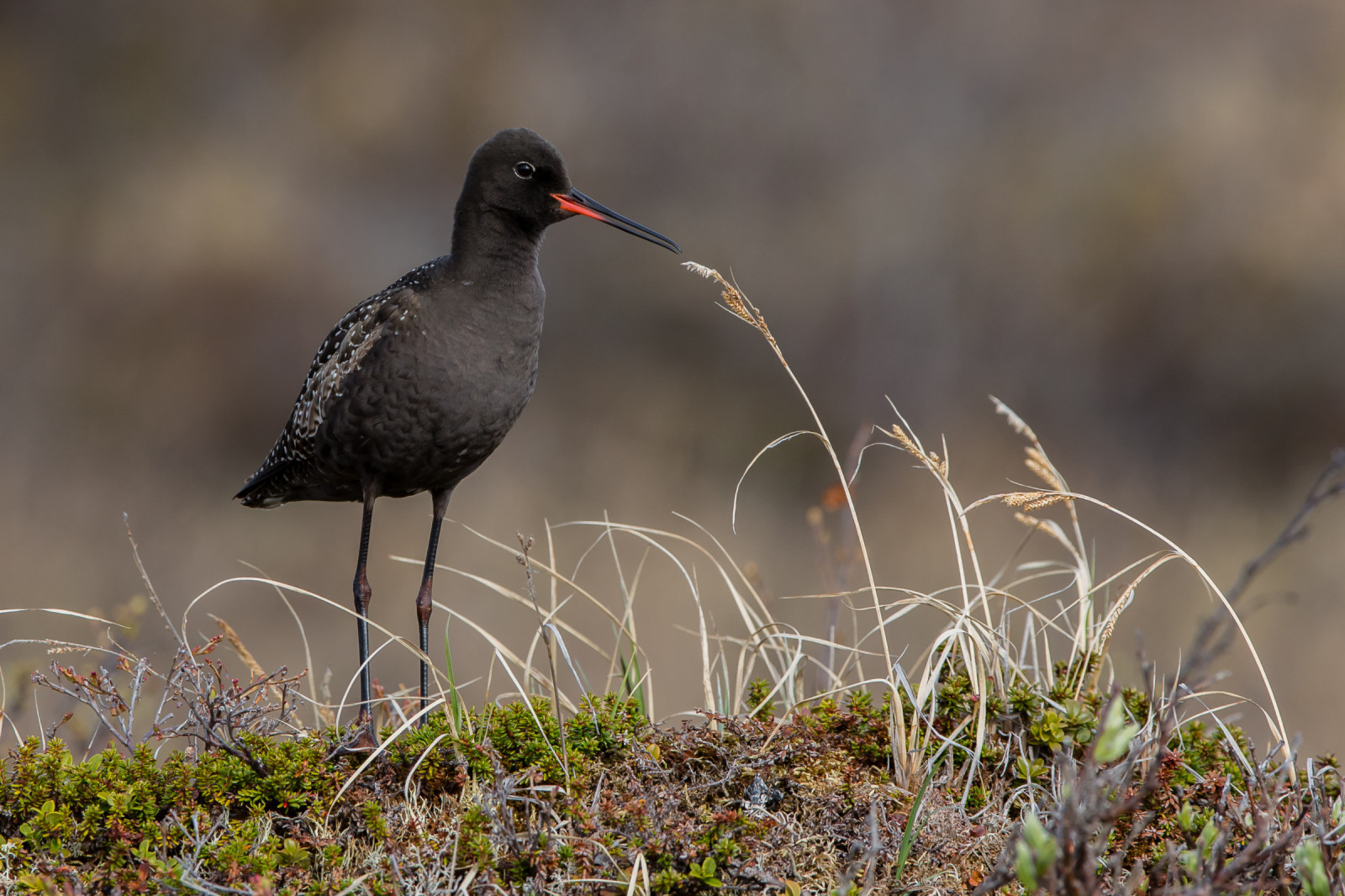 image Spotted Redshank